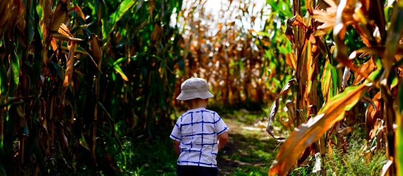 enfant_famille_mais_gironde_labyrinthe_mais enfant_famille_mais_gironde_labyrinthe_mais